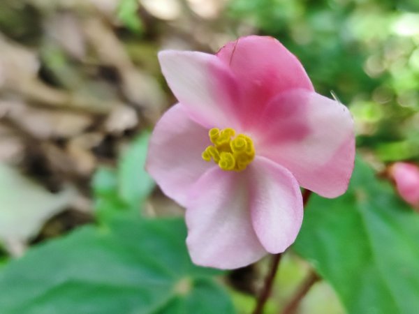 淡蘭古道第三段（我的淡蘭最終章）2838796