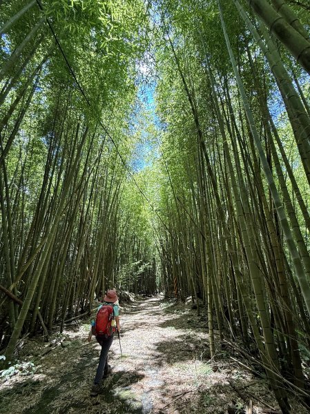 阿里山 奮瑞古道 202506282827161