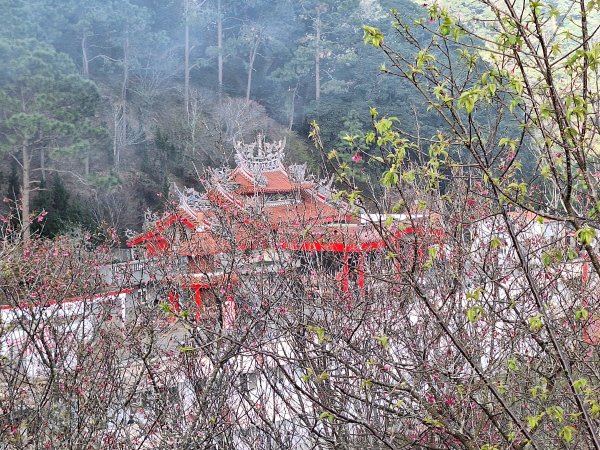 八角崠山+協雲宮櫻花步道202502152712862