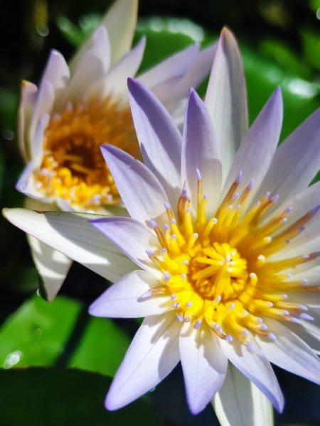 福源山步道-鶯歌大榕樹平台2847759