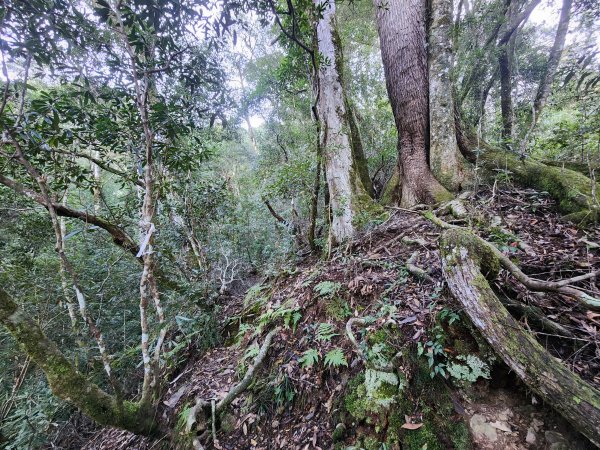 20241124布奴加里山2679116