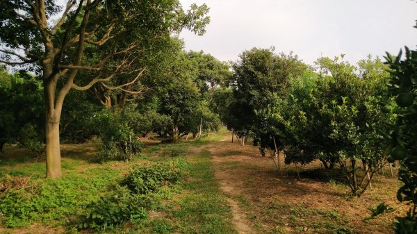 嘉義 番路 頂坑山1487589