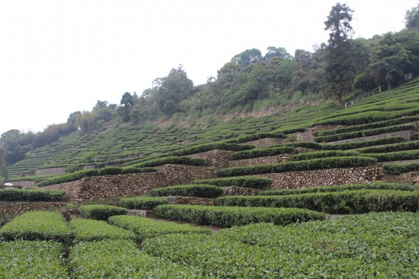 20210417雲林後棟仔山大尖二尖山1358907