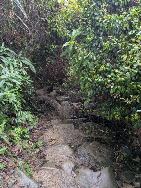 2025-06-08 臺北大縱走第六、七段2814195