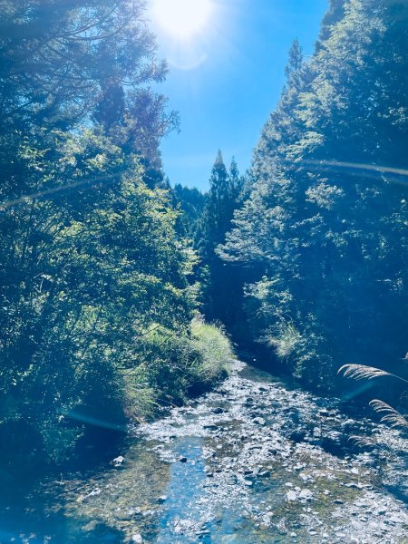 20260531觀霧榛山登山步道（榛山北峰+主峰+環形步道）3071469