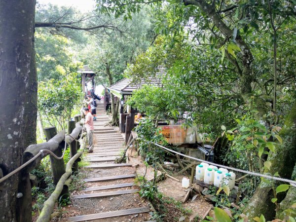 頭嵙山(小百岳#41)大坑4,5,1步道1003688