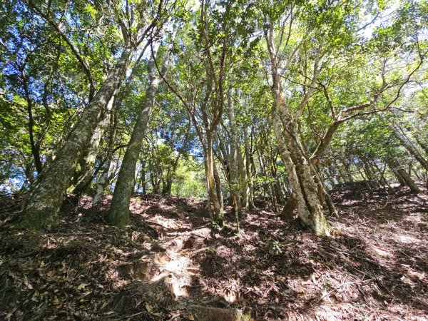 油羅山-2025森遊竹縣皮皮獅探險隊2910100