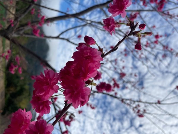 風尾步道-十八份拐圳步道-陽峰古道-頂坪櫻田-橫嶺古道-半嶺水圳古道-崧溪瀑布-天母圓環2419717