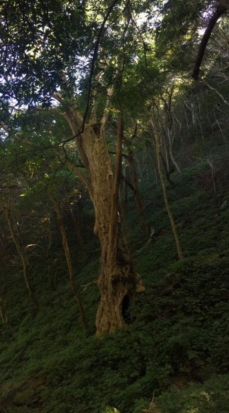 鳥結o. (內鳥嘴、那是山2595867