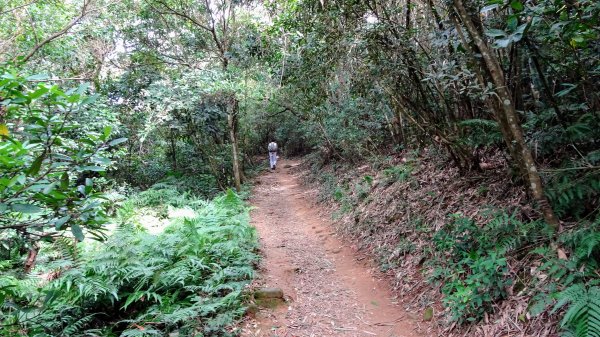 今天，我想來點飛鳳山，叮咚。1142045