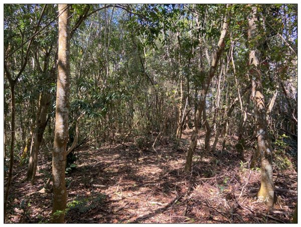 頭社水庫、大舌滿山2757561