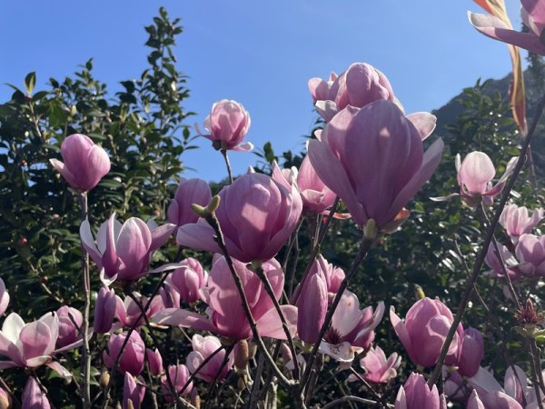 楓樹湖古道3012064