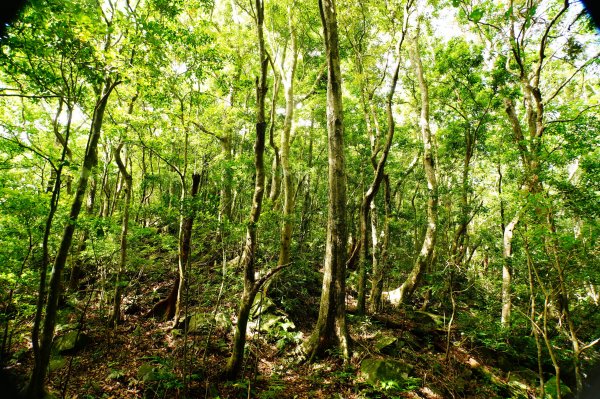 新竹 尖石 道下山、牛欄坑山、大混山3064755