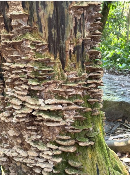 雪山坑登山步道尋巨人2978483