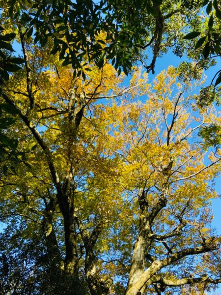 2021/11/6 北得拉曼好風光～山毛櫸-雲海-巨木1505163