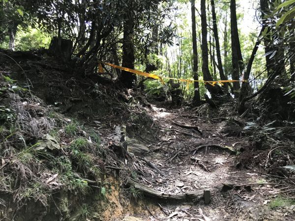 觀霧.榛山.雲霧步道179044