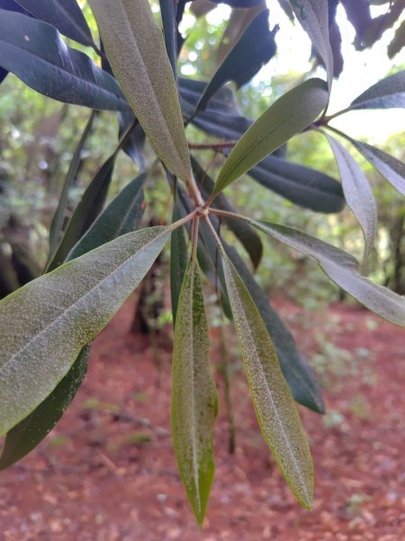 稍來小雪山國家步道、船型山、鞍馬山、鞍馬山東北峰、天池、雪山神木2799707
