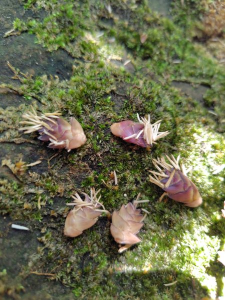 九彎仔步道2816565