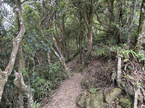 [微笑山線_第八段] 2026_0411 二格山系_筆架山南峰3035200