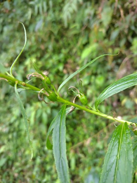 多納六秀 京大山2957568