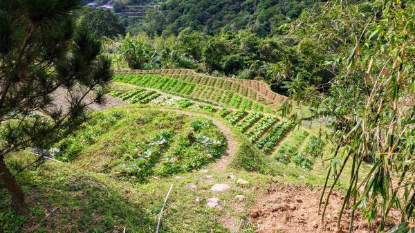 平菁街櫻花2697247
