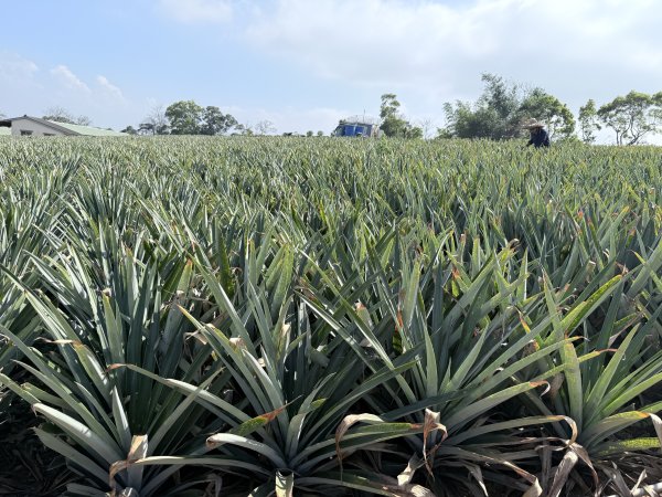 草尾嶺步道血藤花大爆開    2025.3.272748137