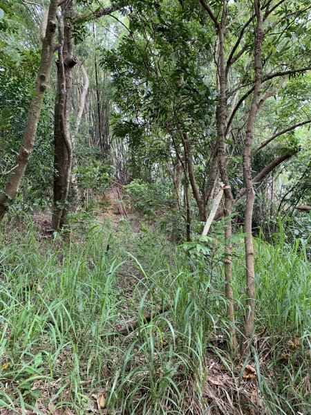 20250906台南蚵殼坑山-九層嶺-三十六崙山-洋子寮山2881503