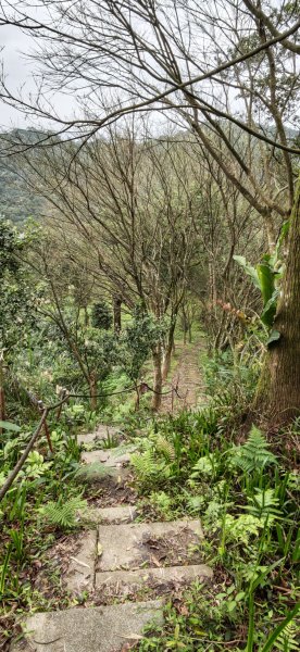 2026-0307 造鎮-文筆山-天華山-南勢角山-蘭花亭-牛伯伯3015841