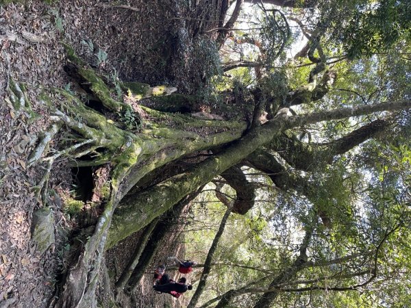 20241221 霞喀羅二天一夜露營賞楓2711939