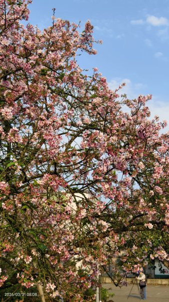 #大鳳蝶 (雌無尾) #綠繡眼 #頂湖小鎮 #紫藤 #觀音山 #日出 #天元宮 #吉野櫻 3/313026508