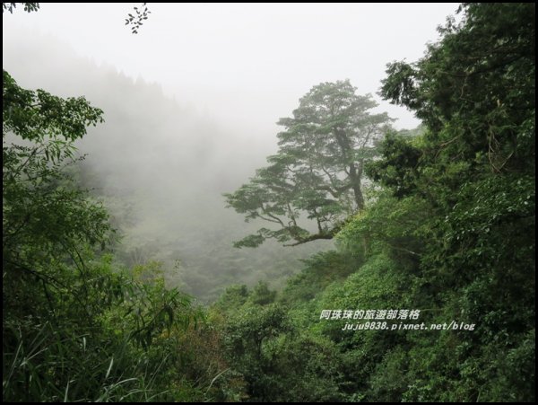 嘉義。特富野古道。鐵道森林最美的步道422579