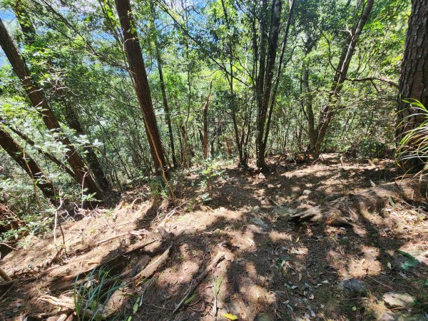 20241013東南稜上東卯山2671002