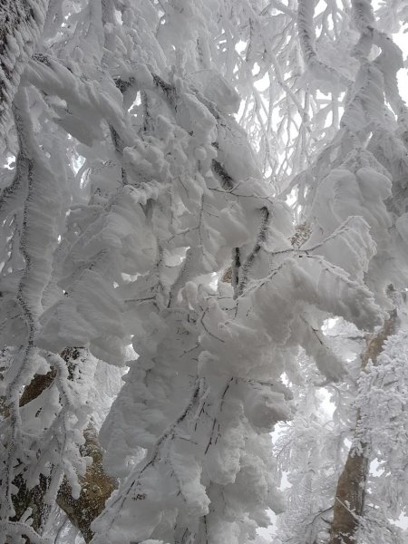 美呆了~雪白內鳥嘴山1253426