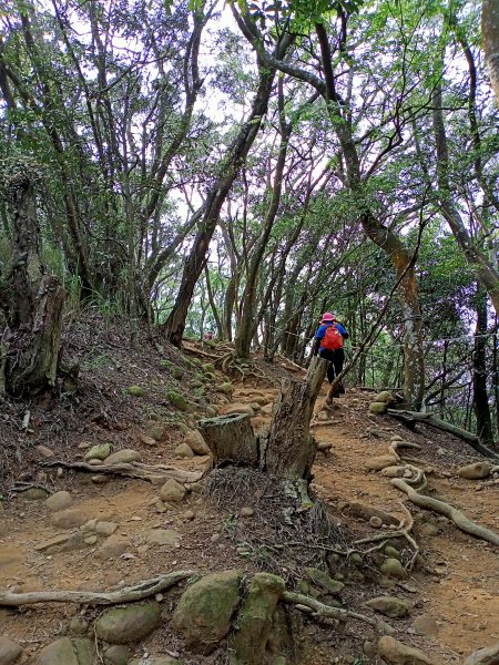 【小百岳集起來】【新竹-臺灣百大必訪步道】花木扶疏的飛鳳山、觀日坪古道1341761