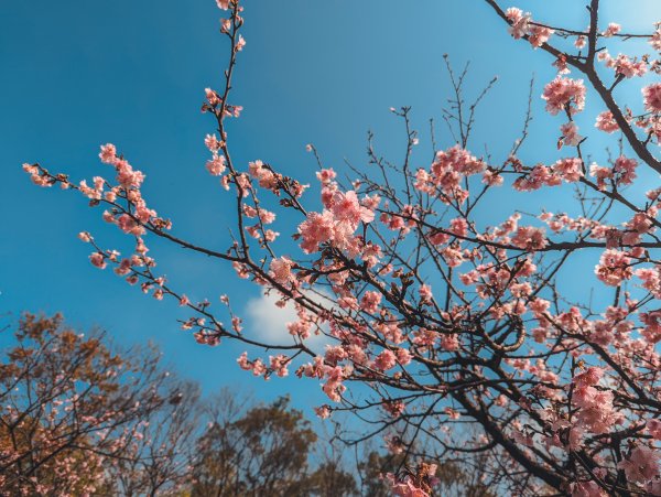 【春宴】百花盛開、櫻花雨1609415
