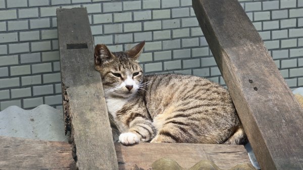 陽明山冷門好走步道平溪步道，欣賞石斛蘭瀑布不用去南部，無敵展望鵝尾山水田，涼爽好走狗殷勤古道。2784860