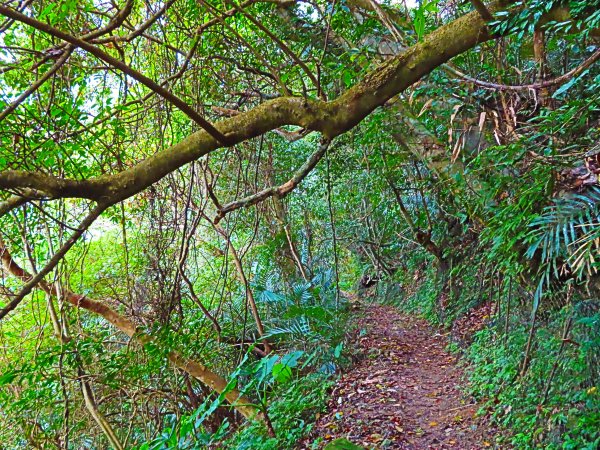 台灣阿凡達奇幻森林國度：大板根森林步道551238