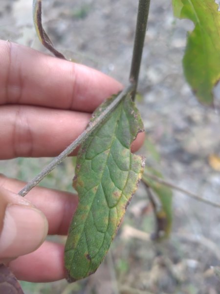大竹溪山連走鞍輪名山3006885