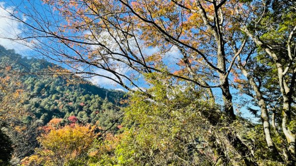 1101211大雪山230林道9.2k/雪山西稜登山口1546704