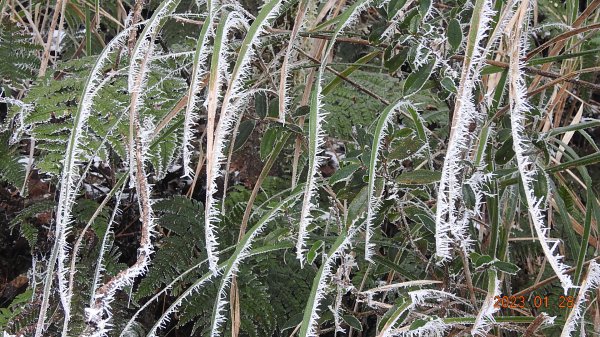 霧茫茫雪白冰封世界-太平山首度追霧淞成功202301282009470