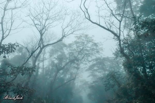 三義霧の森260925