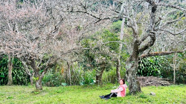 🌈1/18(六)小百岳雙收~大橫屏山+九份二山順遊賞梅🌈FB：熊熊趴爬走 歡迎加入2692543