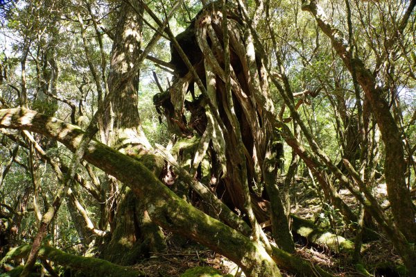 桃園 復興 把家灣山、低陸山2865365