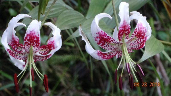 補考 - 艷紅鹿子百合656634