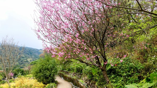 《蝶戀花・賞墨染櫻》2716453