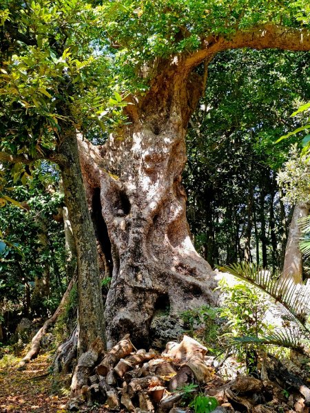 墾丁國家森林遊樂區步道群-(屏東)臺灣百大必訪步道2731229