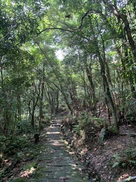 台北大縱走第四段1667309