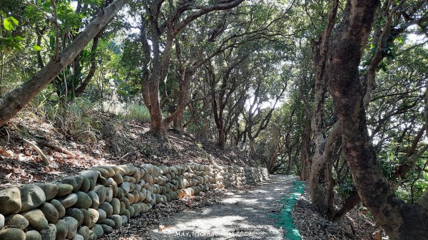 《彰化》富士櫻花｜花壇大嶺巷步道群及西來園（銀行山）登山步道202402132424693