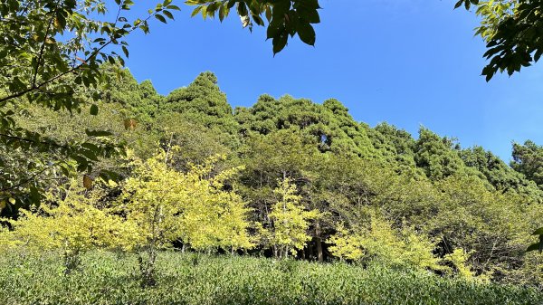 「鵝公髻山x山上人家」柳杉林中森呼吸~2264669