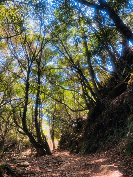 1090413中之關天池-初嚐梅子雞940899